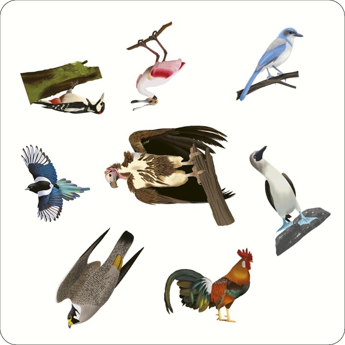 Bird Spotter Game